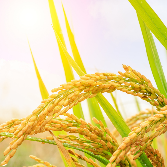 cover image sharafat rice 2