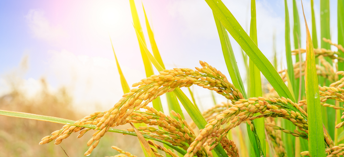 cover image sharafat rice 2